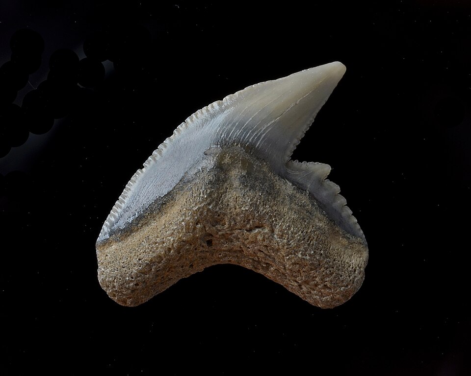 サメの歯の化石