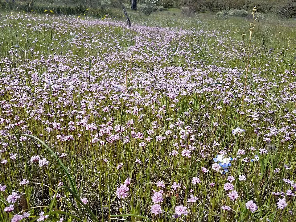 野に咲く花