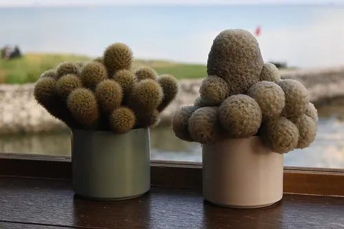 窓辺に置かれた鉢植え